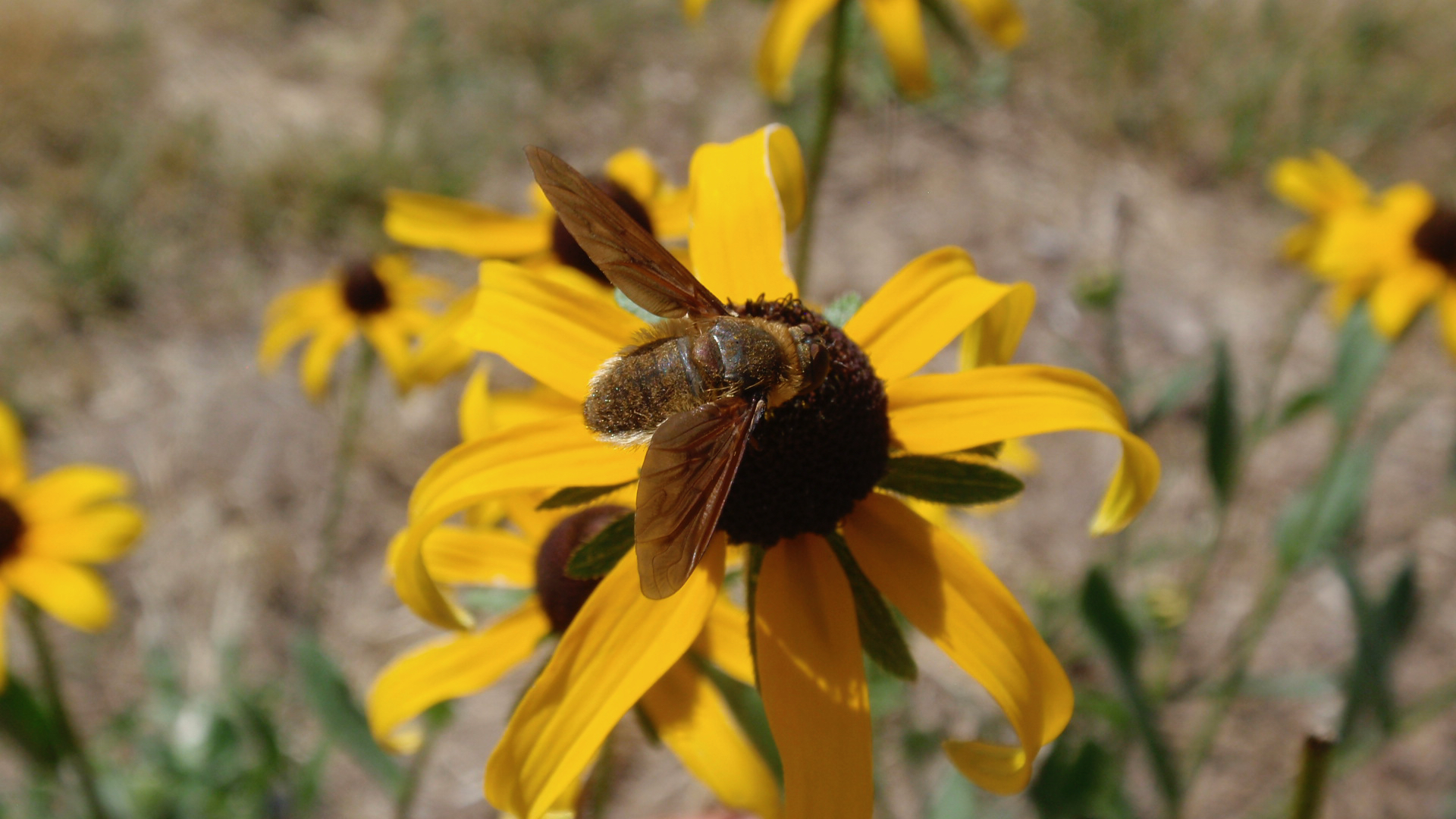 Bee fly